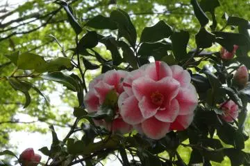 <p>คามีเลีย (Camelia)</p>