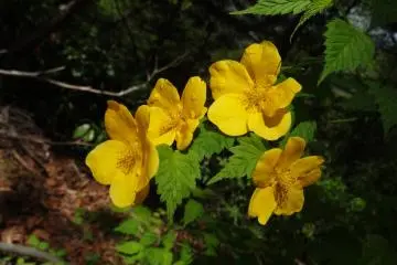 <p>ดอกไม้ป่า</p>