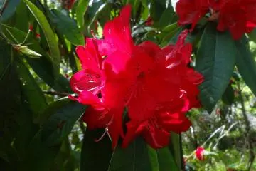 <p>กุหลาบพันปี</p>