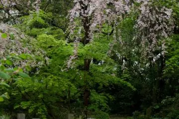 <p>Puncak bunga sakura sudah berakhir; namun pohon ini di sini masih menunjukkan beberapa warna yang bagus. Taman ini adalah tempat yang sangat bagus untuk beristirahat dan melupakan kehidupan kota untuk beberapa saat.</p>