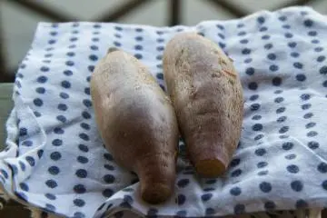 <p>Kind guests gave me two free satsuma imo, or sweet potatoes, after I took an interest in the steam box</p>