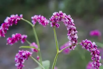 <p>Seasonal flowers in the gardens</p>