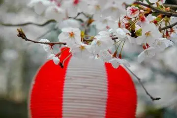 Hanami in Hiroshima City (Photo: <a href="http://www.gethiroshima.com" target="_blank" rel="noreferrer noopener nofollow">GetHiroshima</a>)
