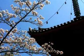 Hanami in Hiroshima City
