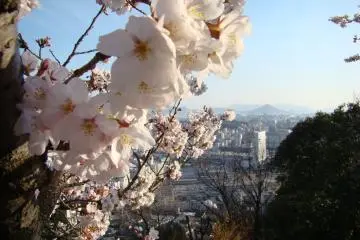 Hanami in Hiroshima City