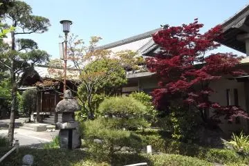 <p>Even in spring, some trees have deep red leaves</p>