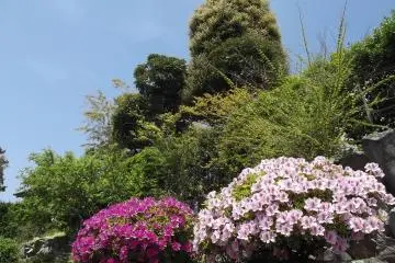 <p>The road alongside the temple is lined with colorful flowers</p>