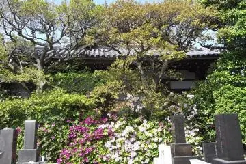 <p>The main hall is screened from the graveyard by a wall of greenery</p>