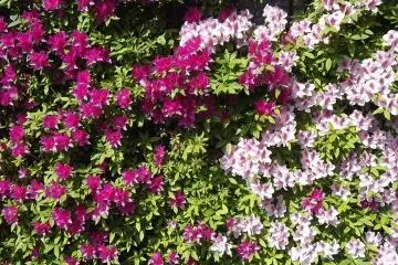 <p>The flowers in the screen add color to the graveyard</p>