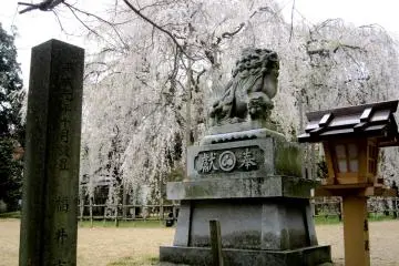 벚꽃을 배경으로 아스와 신사 입구의 돌사자