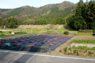 <p>The tree is out in the middle of nowhere... &nbsp;</p>