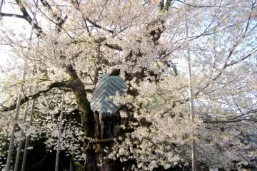 <p>Sakura of Onaga-tani (Onaga Valley). The green cover which looks like a turtle is some kind of protection or remedy to take care of the old, battered tree</p>