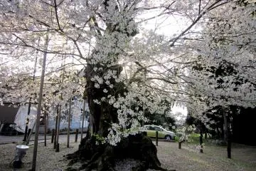 <p>Close-up of Sakura of Onaga-tani (Onaga Valley)</p>