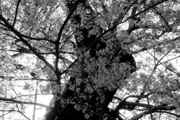 <p>Sakura of Onaga-tani (Onaga Valley) in B &amp; W</p>
