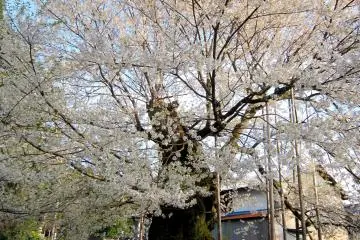 <p>Another view of Sakura of Onaga-tani (Onaga Valley) &nbsp;</p>