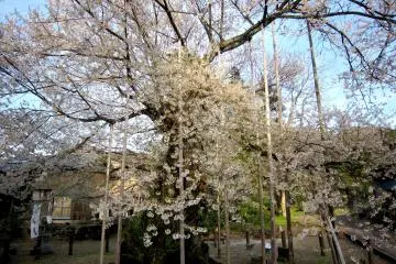 <p>Many braces help it stand</p>