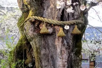 <p>Sacred rope is tied to the tree, which indicates this tree is regarded as something sacred</p>