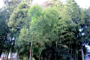 <p>Bamboo grove near the Sakura of Onaga-tani (Onaga Valley)</p>