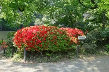 <p>ดอกอะซีเลีย</p>
