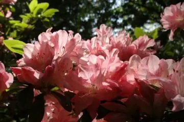 <p>สีชมพูสวยมากๆๆ</p>
