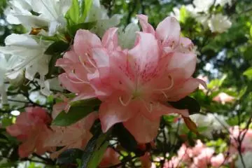 <p>ทั้งสวยทั้งหอม</p>
