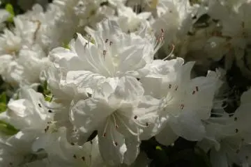 <p>ดอกอะซีเลียทั้งสวยทั้งหอม</p>