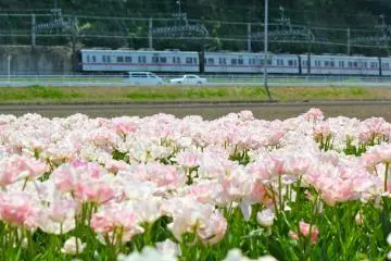 <p>ดอกทิวลิปสีชมพูอ่อนเจิดจ้าบนเส้นทางรถไฟสาย Keisei</p>