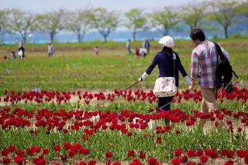 <p>สำหรับครอบครัวนี้ได้พาหมาสองตัวมาเดินเล่นตามทางดอกทิวลิป</p>