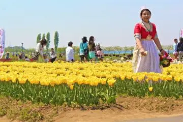 <p>เจ้าหน้าที่ที่ช่วยเหลือในการถ่ายรูปท่ามกลางบรรยากาศที่สวยงามของดอกทิวลิปสีเหลืองสดใส</p>