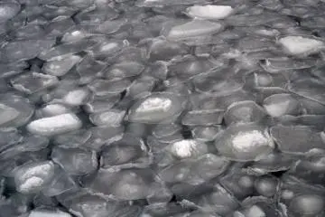 Lotus leaf-like ice plates
