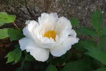 <p>ดอกโบตั๋น</p>