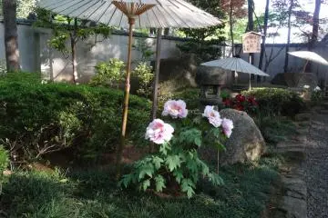 <p>ดอกโบตั๋นไม่ชอบแดด จึงต้องกางร่ม</p>