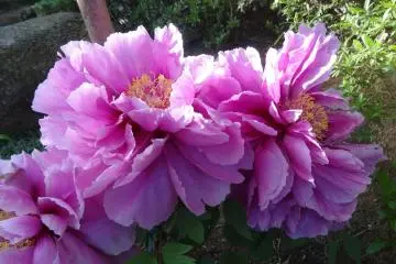 <p>ดอกโบตั๋น</p>