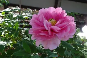 <p>ดอกโบตั๋นสีนี้หอมมาก</p>
