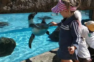 penguins