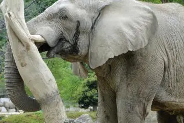 elephant