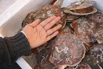 <p>หอยเชลล์ตัวใหญ่บึ้ม</p>