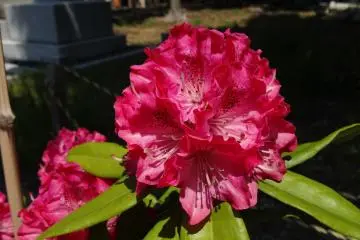 <p>โรโดเด็นดร้อน (Rhododendrons) หรือกุหลาบพันปี ดอกไม้ที่โสภาในสุสานยะนะกะ</p>