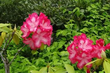 <p>โรโดเดนดรอน (Rhododendron) หรือกุหลาบพันปี</p>
