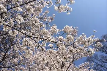<p>ซากุระ</p>