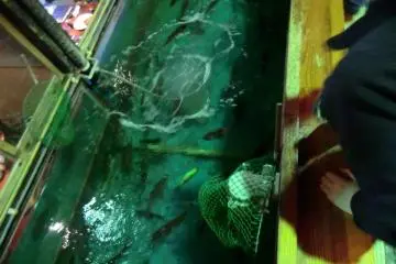 School of Fish