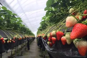 Perkebunan stroberi