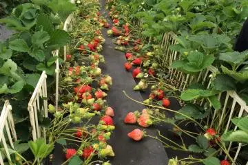 Amaou:  jenis stroberi yang terkenal di Jepang
