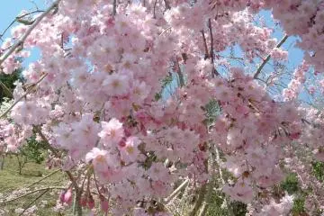 <p>ดอกซากุระ</p>