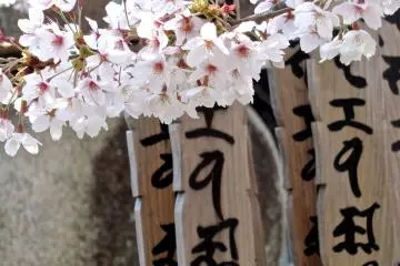 <p>Prayer boards and sakura</p>