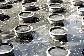 <p>Lotus pots under stone bridge - this must be beautiful in late July and early August when they are in full bloom</p>