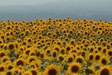 Not very far from the Yama no Kajyu-en we found a vast field of gigantic sunflowers, all restlessly facing the late-July sun. It looked like if they were in worship (Photo: Su)