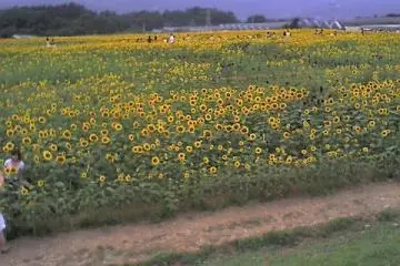 More sunflowers (Photo: Su)