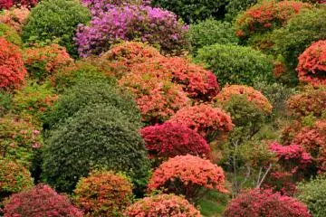 <p>Le 3 mai, appr&eacute;ciez les couleurs flamboyantes des azal&eacute;es et de vraies flammes, que les moines devront traverser lors de pratiques rituelles</p>