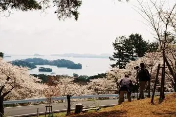 ดอกซากุระที่กำลังเบ่งบานกันอย่างสุดขีด